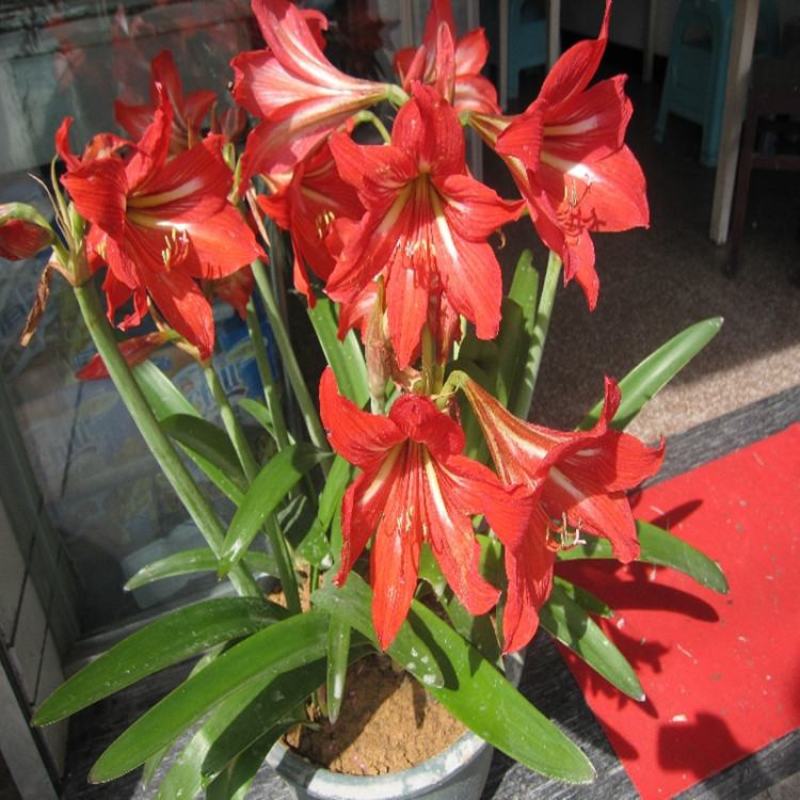 进口朱顶红种球超大特大重瓣带花盆栽花卉室内外阳台庭院植物