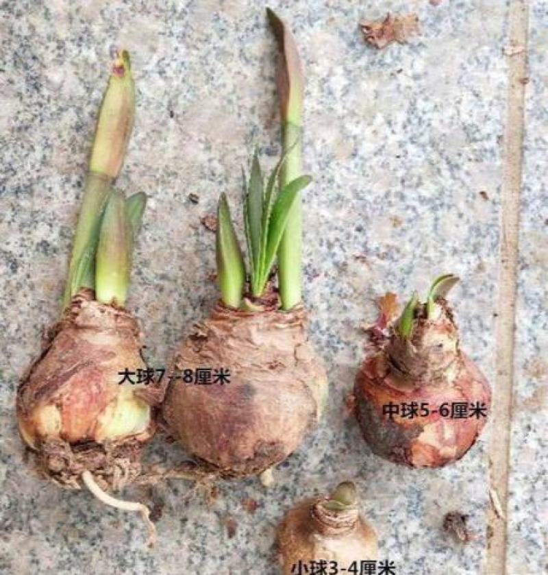 进口朱顶红种球超大特大重瓣带花盆栽花卉室内外阳台庭院植物