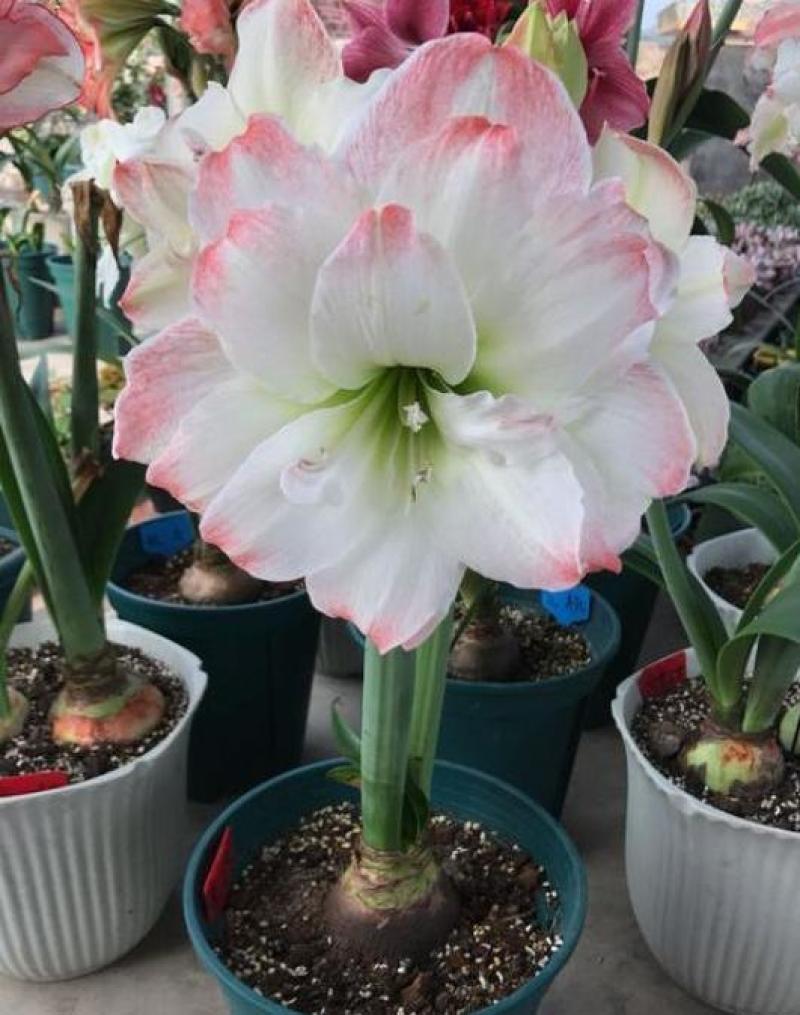 进口朱顶红种球超大特大重瓣带花盆栽花卉室内外阳台庭院植物