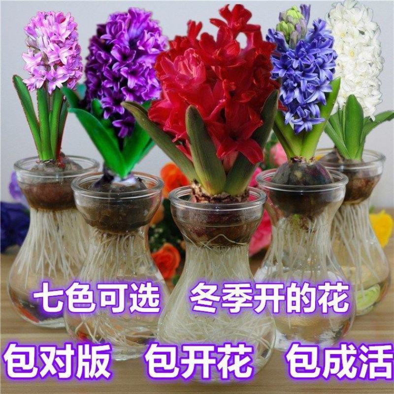 风信子种球水培土培室内耐寒大球种子四季盆栽
