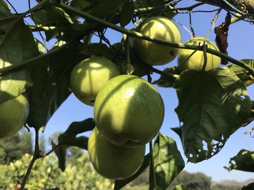 黄金百香果成熟果实在树上的特写