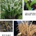 铃兰带芽浓香花卉绿植花苗兰花种球阳台室内盆栽当年四季开花