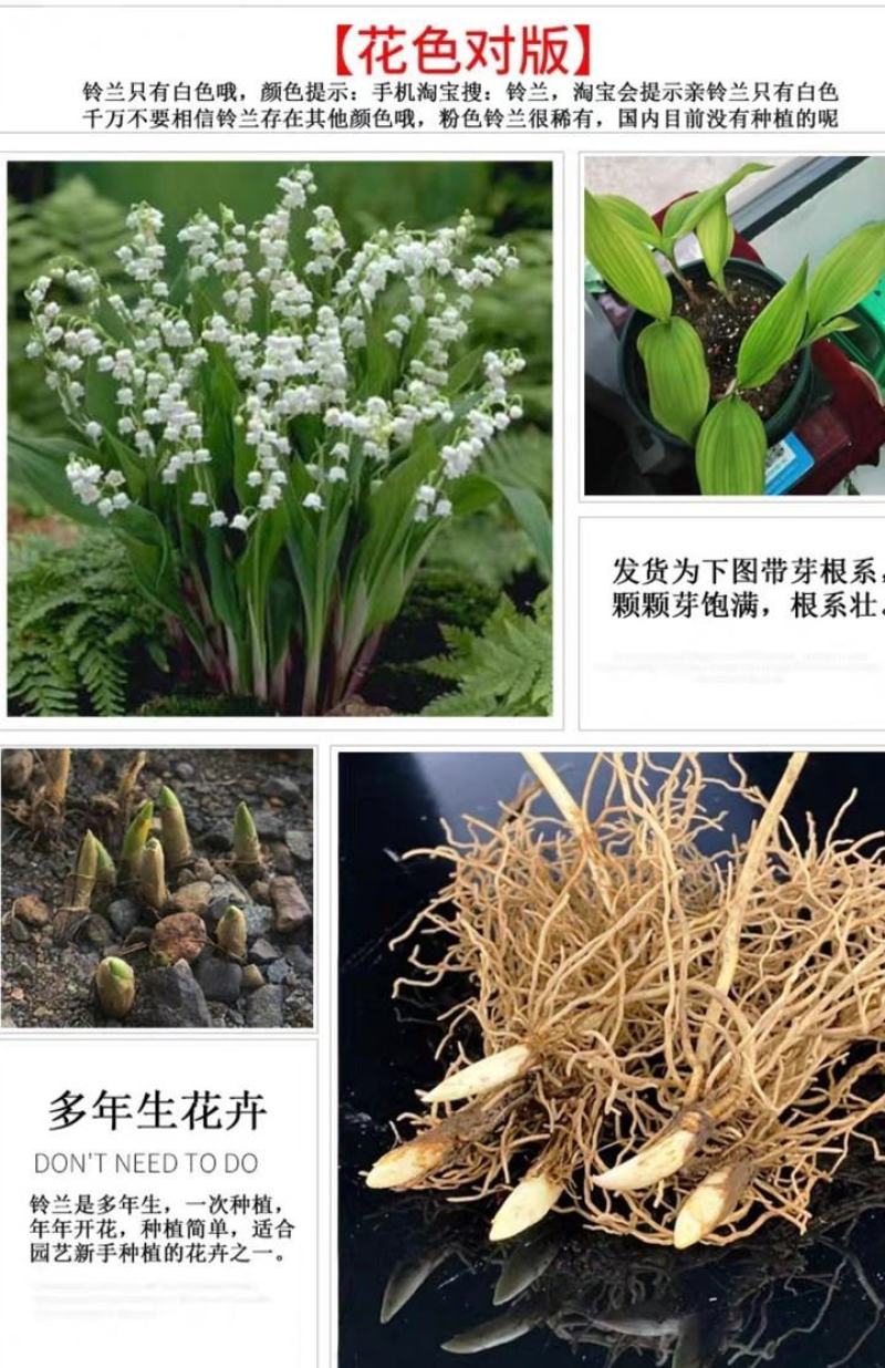 铃兰带芽浓香花卉绿植花苗兰花种球阳台室内盆栽当年四季开花