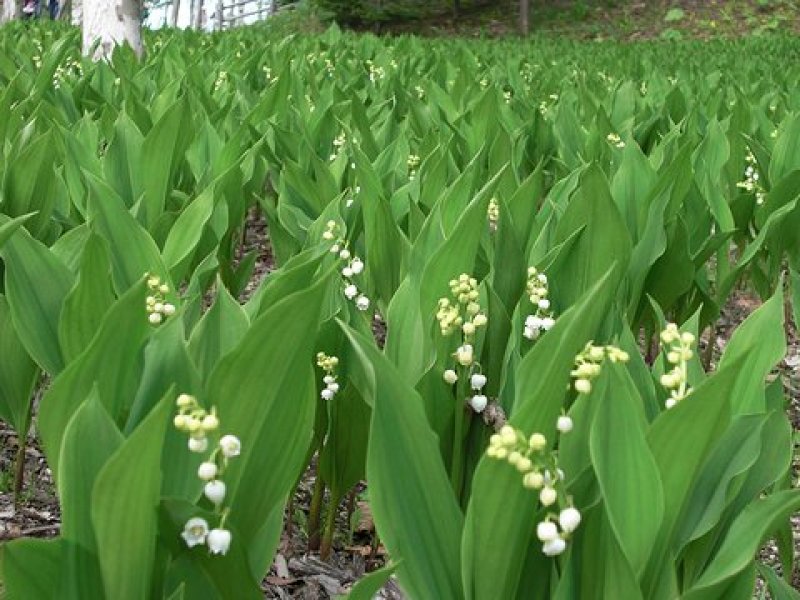 铃兰带芽浓香花卉绿植花苗兰花种球阳台室内盆栽当年四季开花