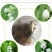 铃兰带芽浓香花卉绿植花苗兰花种球阳台室内盆栽当年四季开花