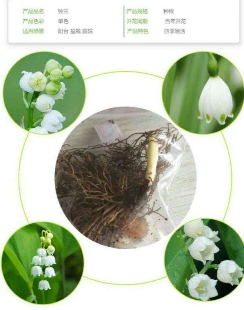 铃兰带芽浓香花卉绿植花苗兰花种球阳台室内盆栽当年四季开花