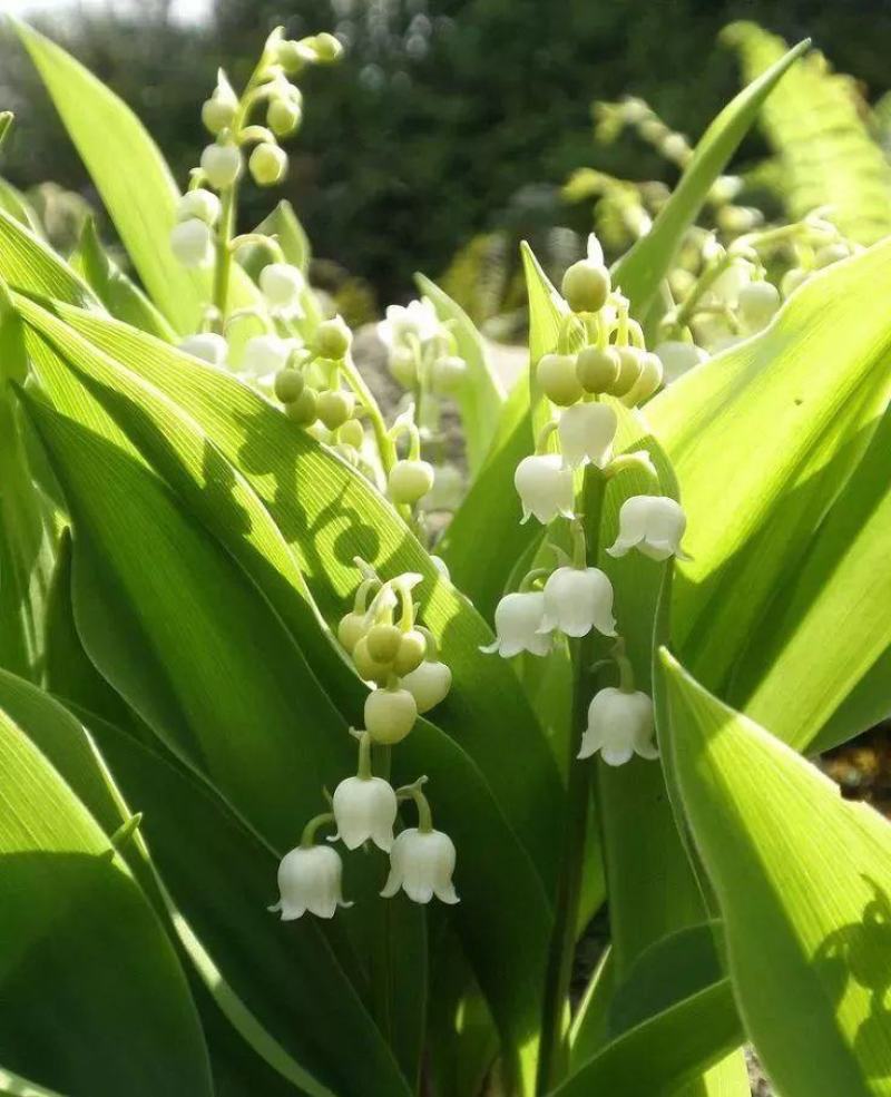铃兰带芽浓香花卉绿植花苗兰花种球阳台室内盆栽当年四季开花