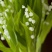 铃兰带芽浓香花卉绿植花苗兰花种球阳台室内盆栽当年四季开花