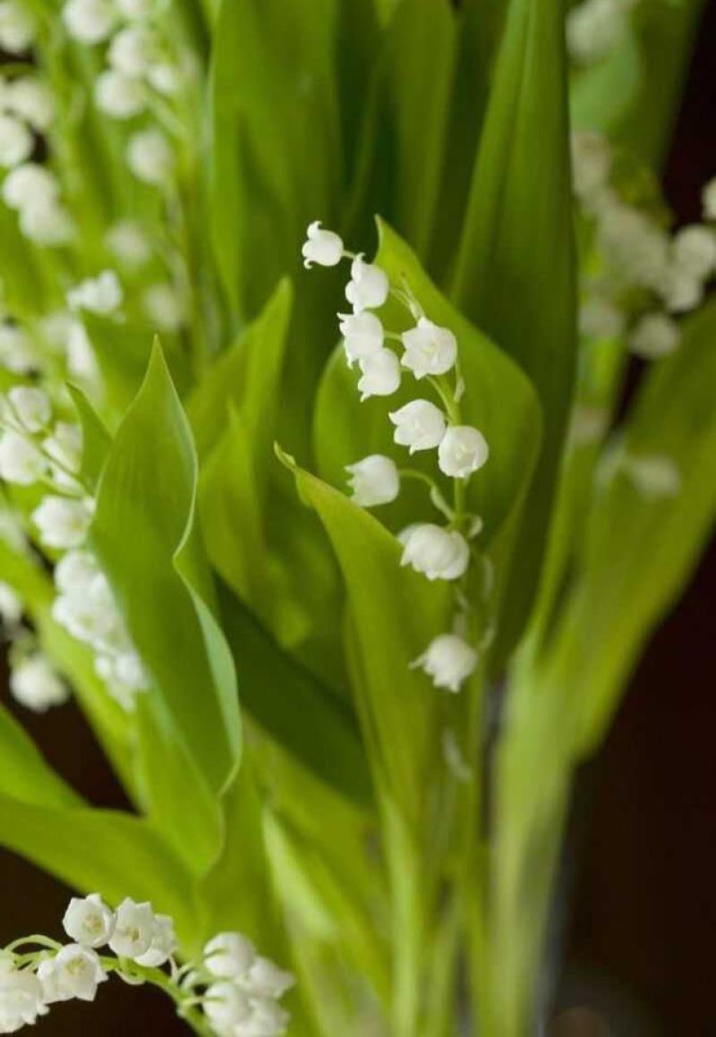 铃兰带芽浓香花卉绿植花苗兰花种球阳台室内盆栽当年四季开花