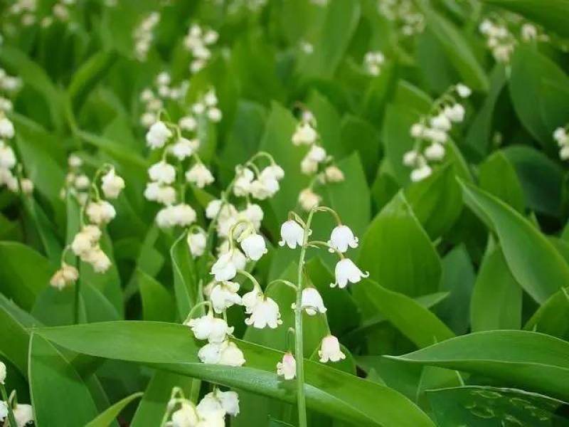 铃兰带芽浓香花卉绿植花苗兰花种球阳台室内盆栽当年四季开花