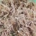 铃兰带芽浓香花卉绿植花苗兰花种球阳台室内盆栽当年四季开花