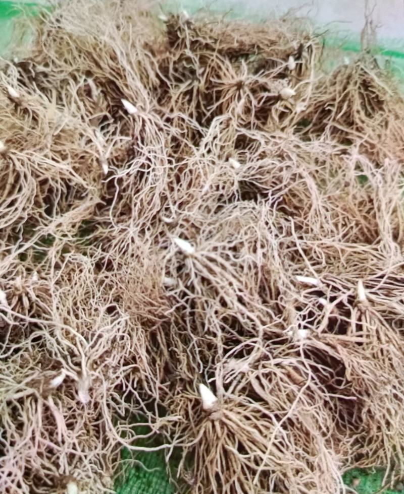 铃兰带芽浓香花卉绿植花苗兰花种球阳台室内盆栽当年四季开花