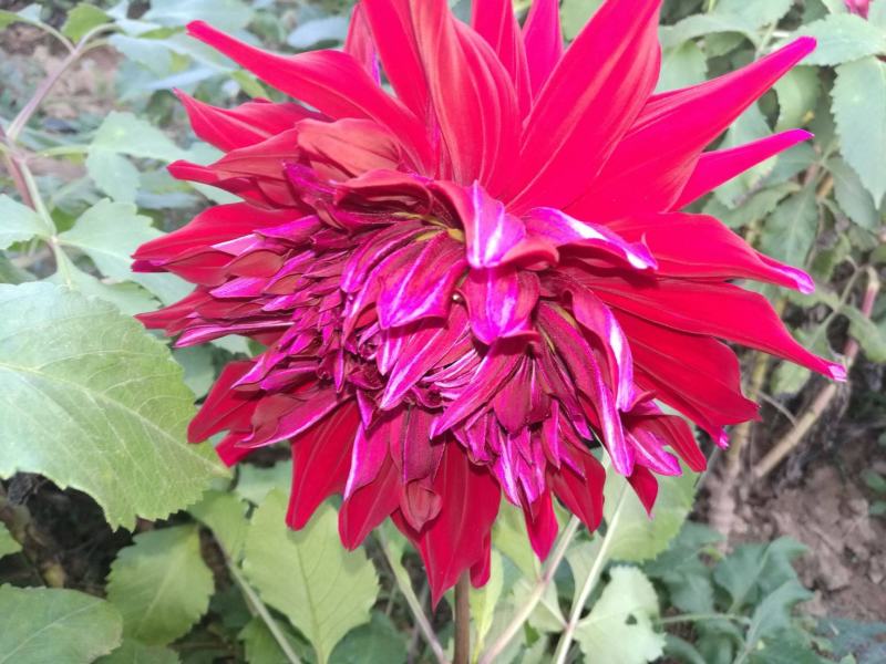 大丽花种球地瓜花种子球根花卉庭院种植大丽花苗带花重瓣盆栽