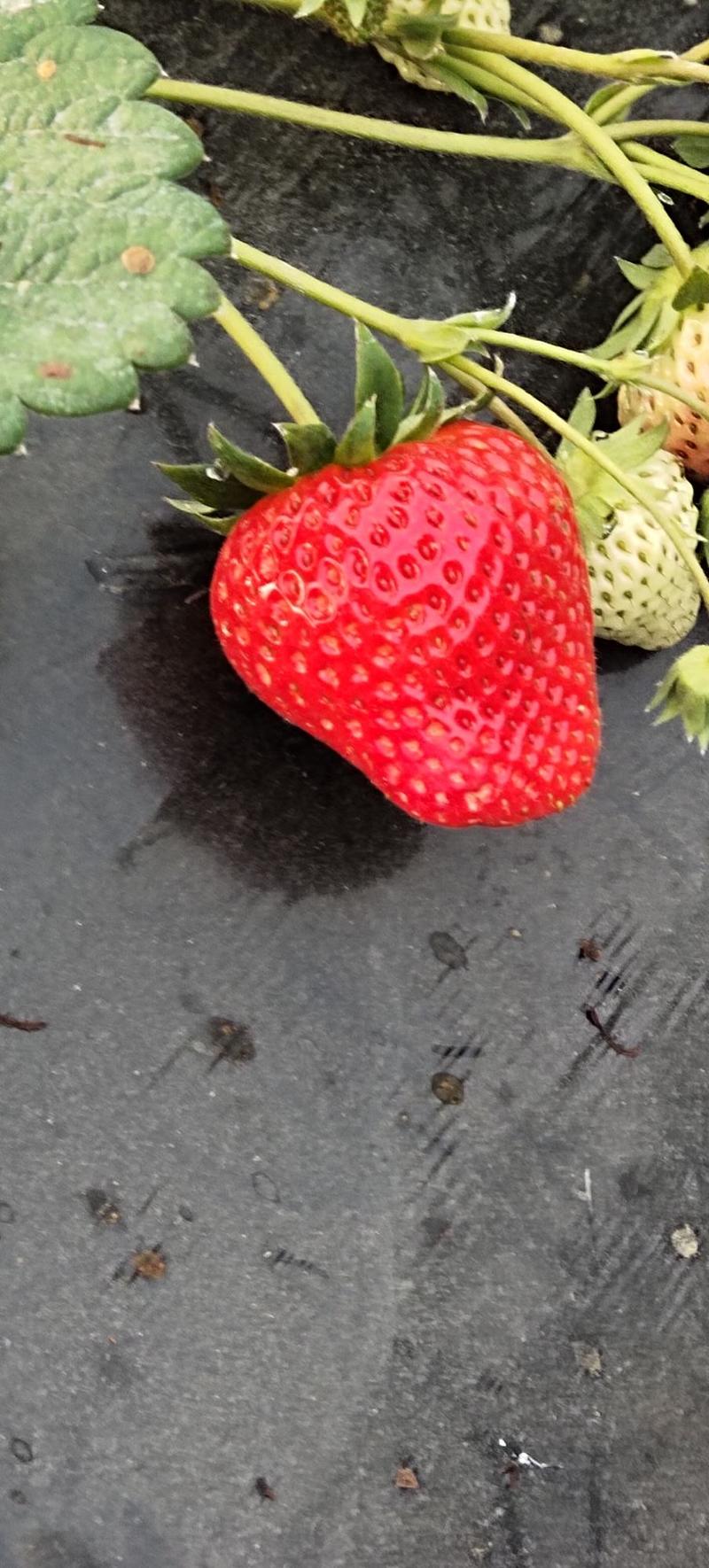 安徽固镇精品草莓红颜草莓产地直发货量充足一手货源