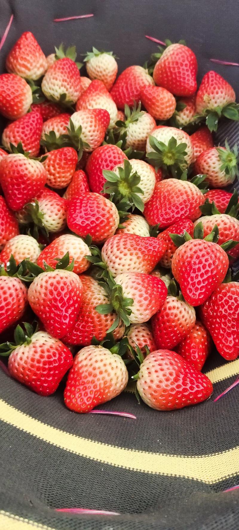 安徽固镇精品草莓红颜草莓产地直发货量充足一手货源