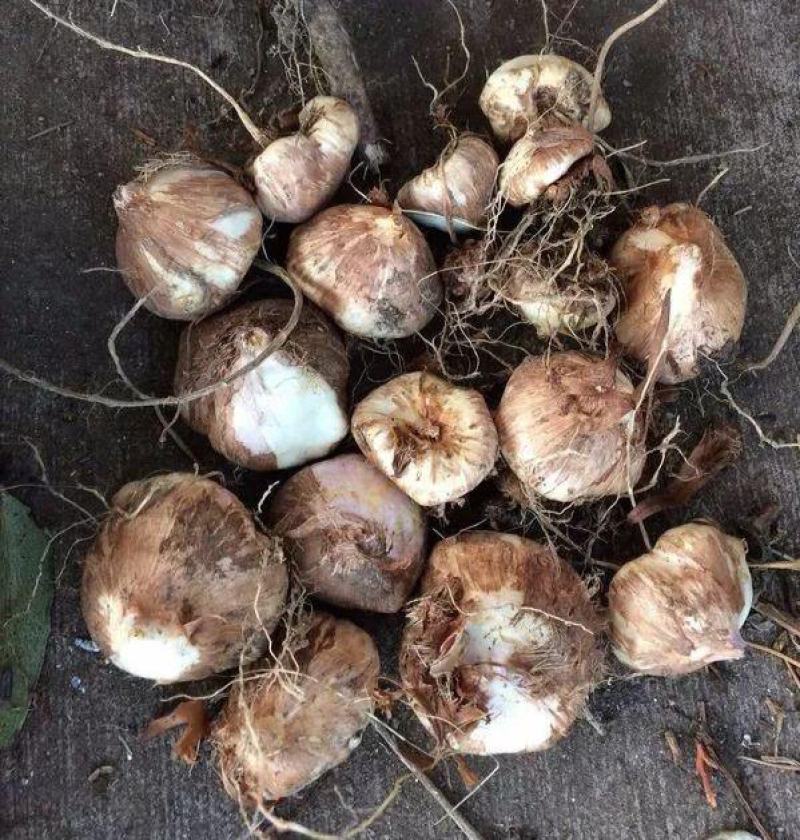 火焰兰雄黄兰种球多年生庭院花卉盆栽易活量大优惠