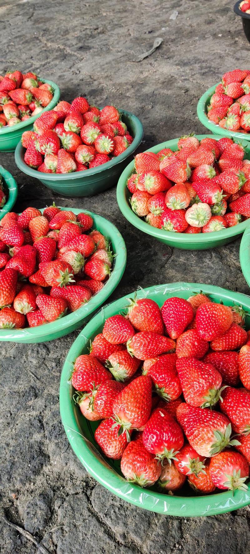 固镇草莓红颜草莓通货精品通通一个价，甜过初恋情人