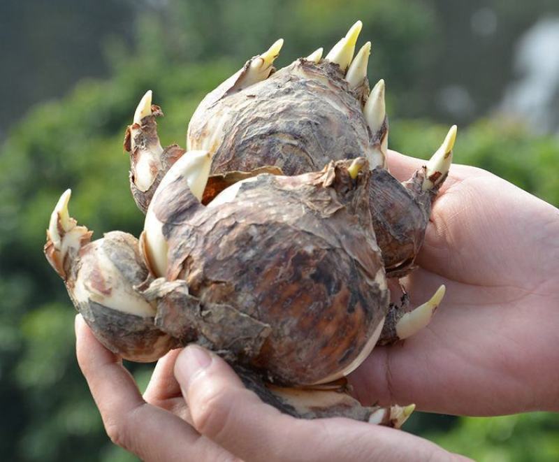 水仙花种球水培室内四季水养桌面阳台盆栽植物耐寒花种子