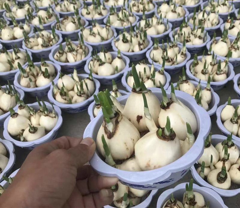 水仙花种球水培室内四季水养桌面阳台盆栽植物耐寒花种子