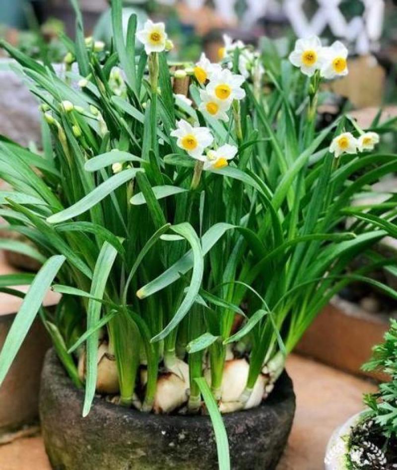 水仙花种球水培室内四季水养桌面阳台盆栽植物耐寒花种子