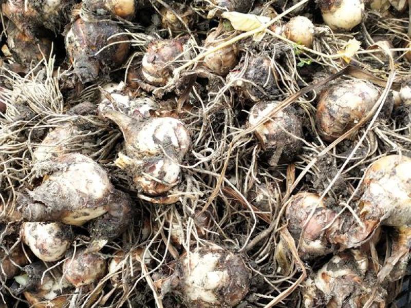 水仙花种球水培室内四季水养桌面阳台盆栽植物耐寒花种子