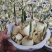 水仙花种球水培室内四季水养桌面阳台盆栽植物耐寒花种子