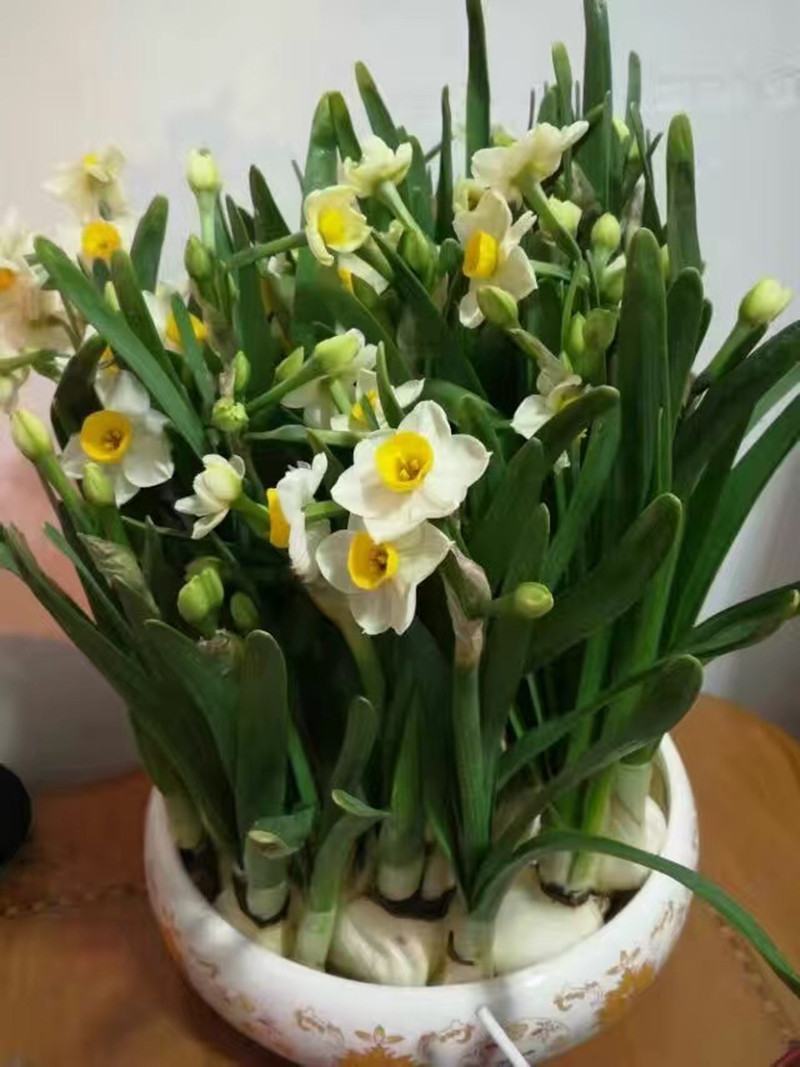 水仙花种球水培室内四季水养桌面阳台盆栽植物耐寒花种子