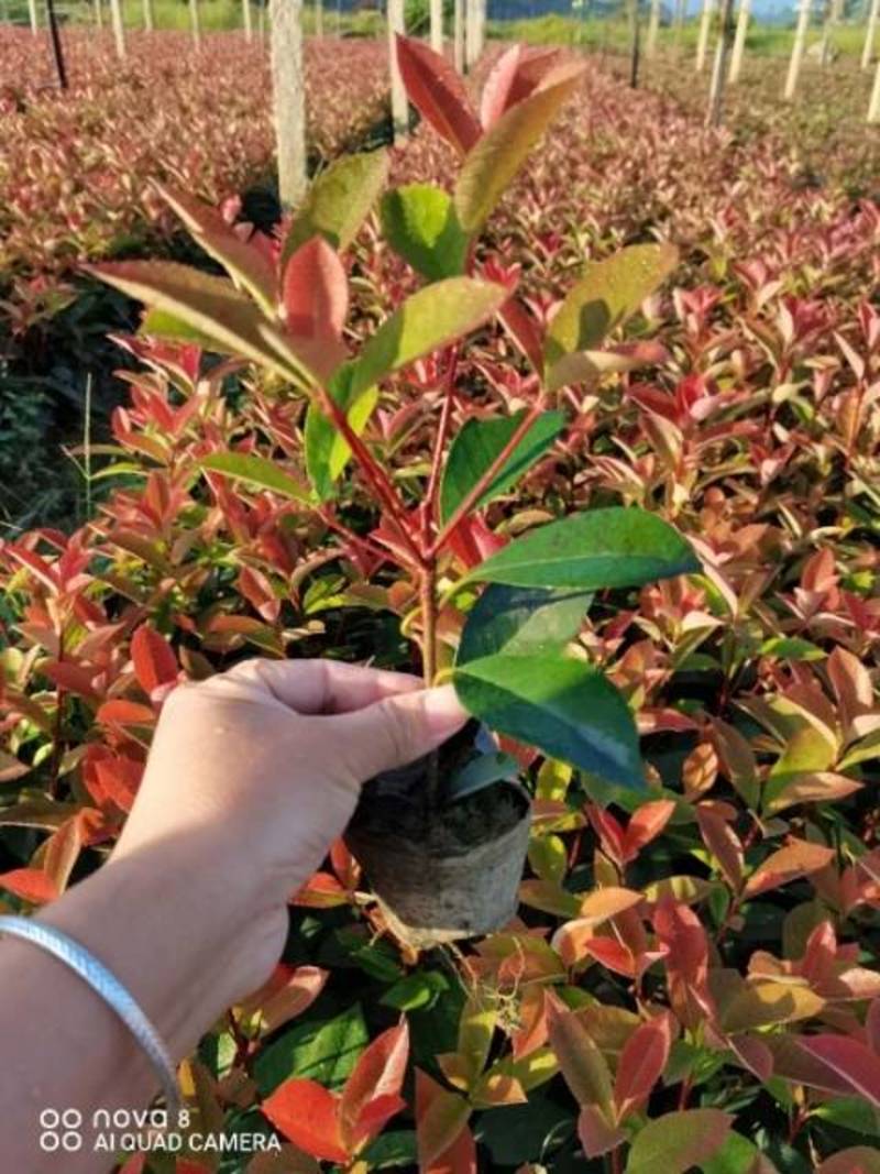 湖南郴州优质红叶石楠小苗，9号，16号杯苗，地苗大量供。