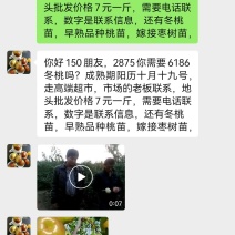 河北沧州献县冬桃地头批发7元一斤对接有实走高端超市老板