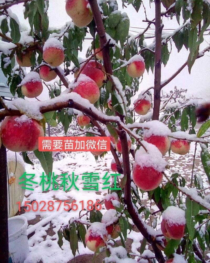 河北沧州献县冬桃地头批发7元一斤对接有实走高端超市老板