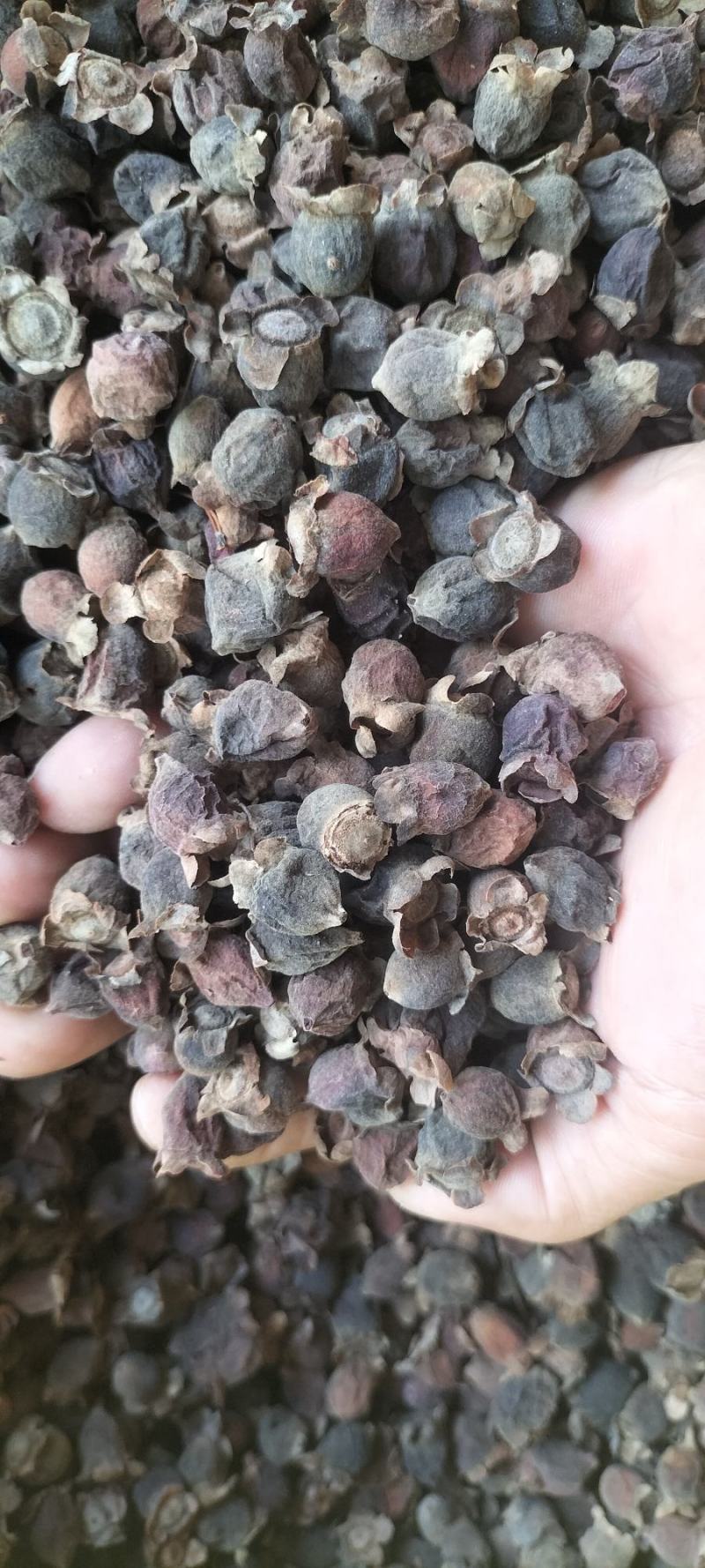 广东野生桃金娘，棯子干，大货供应，欢迎广大客商合作赢