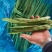 刀豆芸豆扁豆三扁产地山东莘县支持各种包装