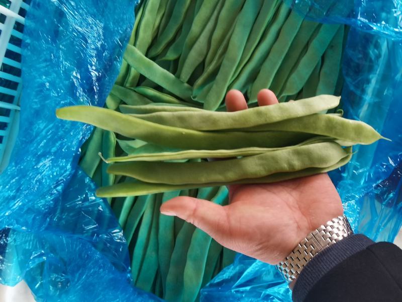 刀豆芸豆扁豆三扁产地山东莘县支持各种包装