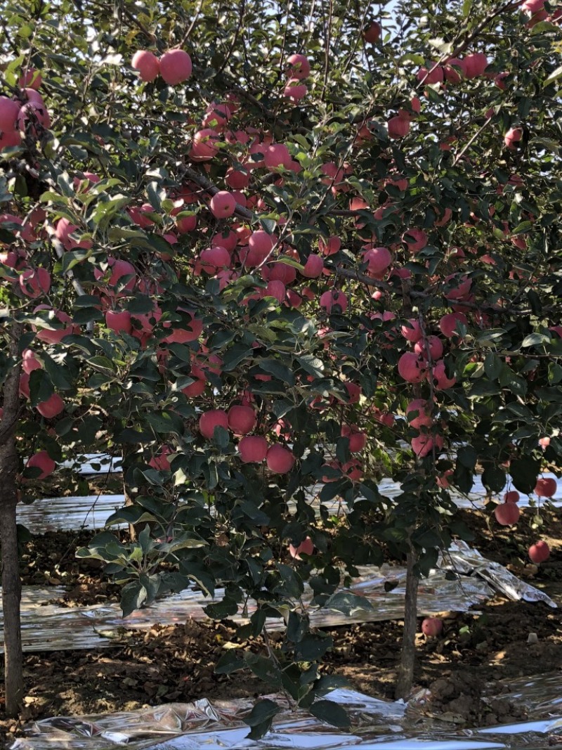 苹果