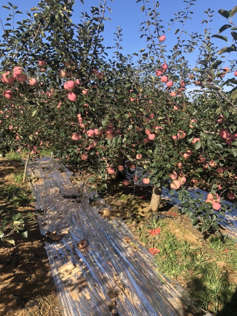 苹果