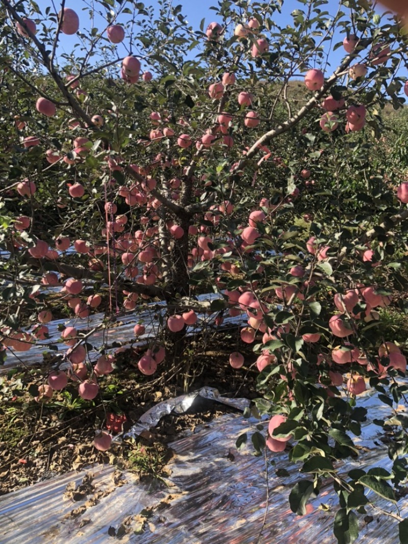 苹果