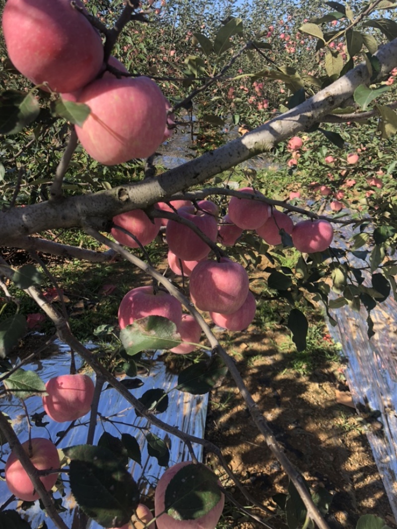 苹果