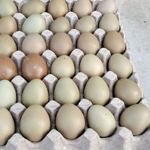 常年供应新鲜优质七彩野鸡蛋，常年供应不断货，量大，一