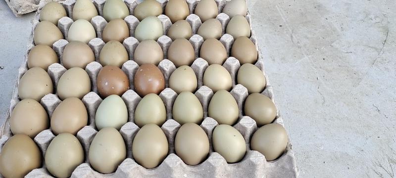 常年供应新鲜优质七彩野鸡蛋，常年供应不断货，量大优惠，一