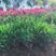 欧石竹是一种很好的地被草坪他抗寒抗旱全年开花280天左右