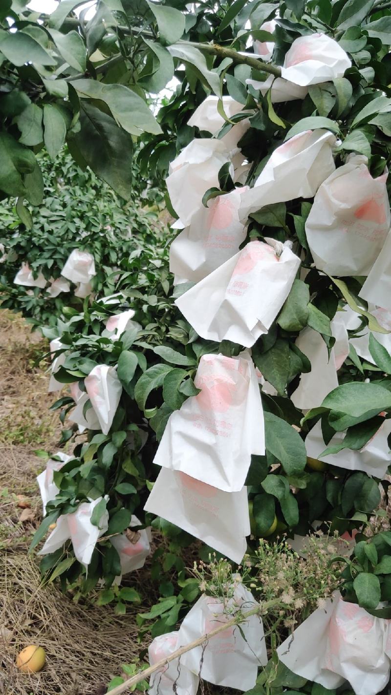 爱媛果冻橙果子