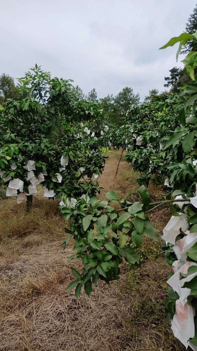 爱媛果冻橙果子