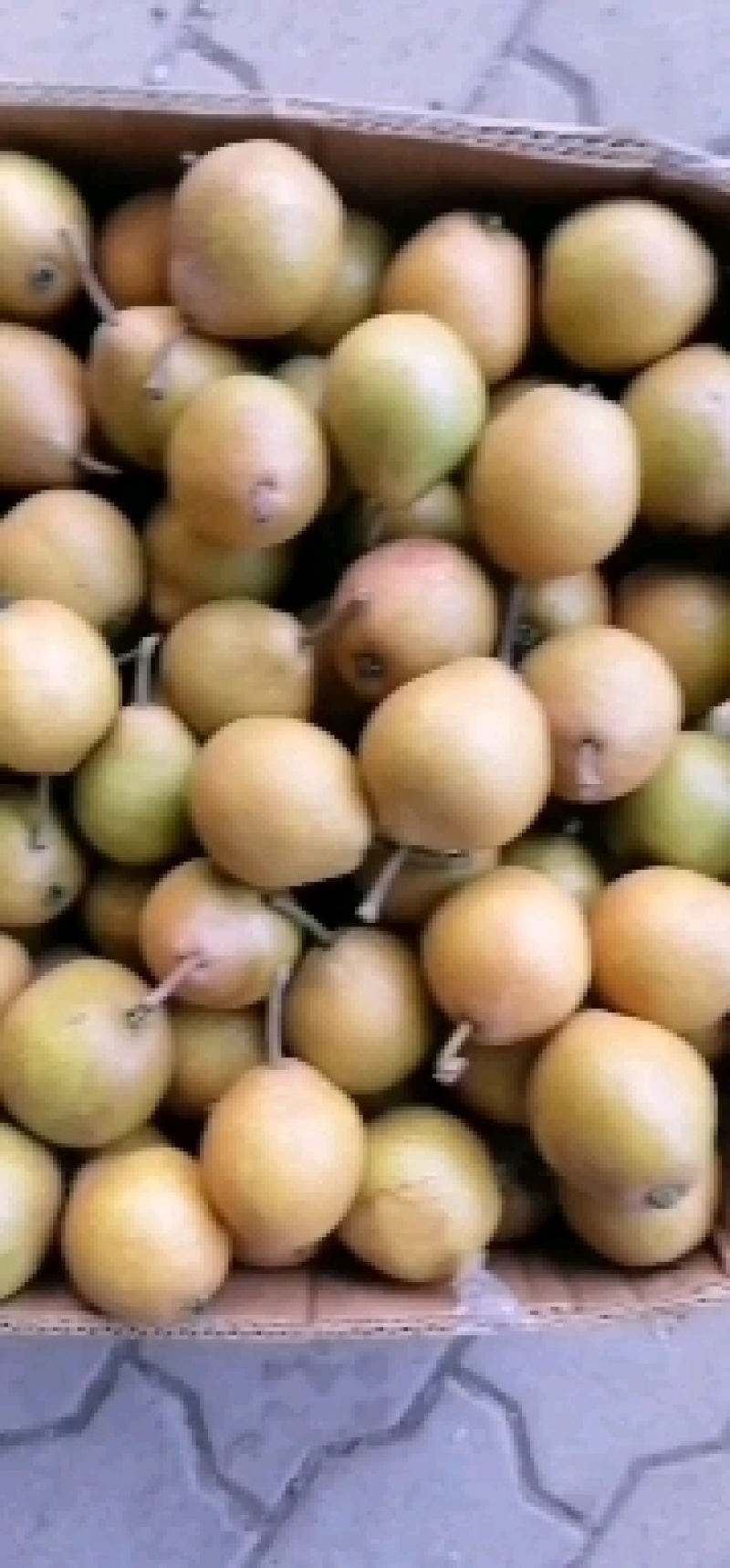 尖把梨