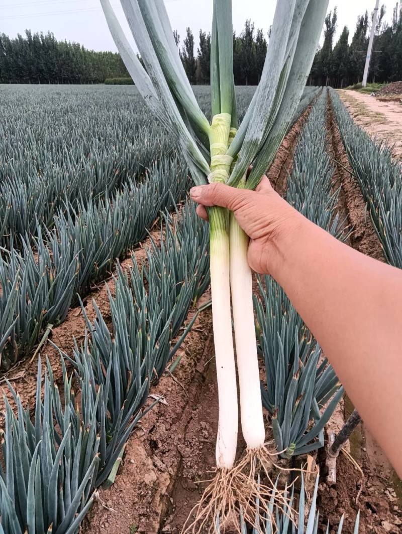 辽宁锦州凌海大葱大量上市了