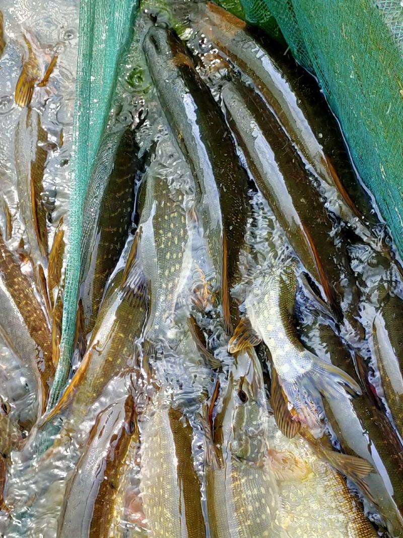 白斑狗鱼，狗鱼路亚，食用，观赏
