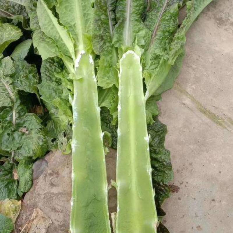 湖北莴苣红叶莴笋，大量上市，价格便宜，代发全国