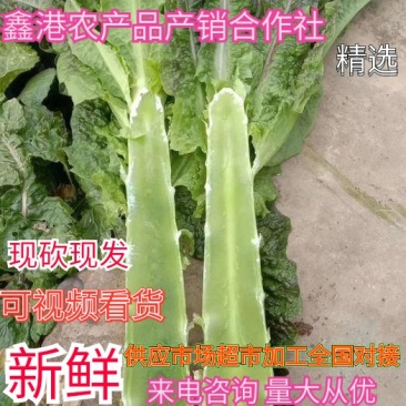 湖北莴苣红叶莴笋，大量上市，价格便宜，代发全国
