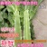 湖北莴苣红叶莴笋，大量上市，价格便宜，代发全国