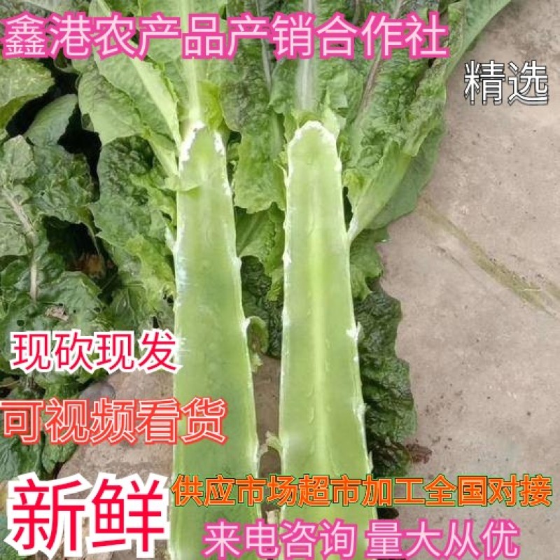 湖北莴苣红叶莴笋，大量上市，价格便宜，代发全国
