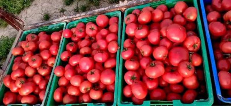 高陵水果西红柿大量上市，囗感沙甜，色气好诚信为本。